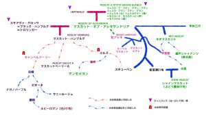 マスカットの相関図